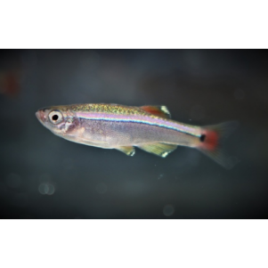 Tanichthys