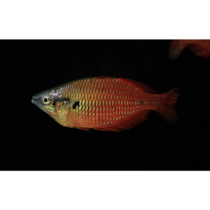 PO. Melanotaenia parva XL