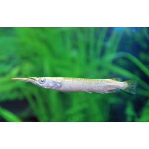 PO. Dermogenys siamensis