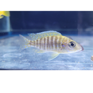 PO. Aulonocara baenshi benga S 4-5cm
