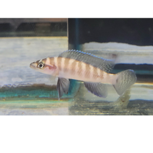 PO. Neolamprolugus cylindricus