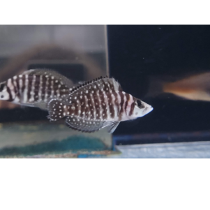 PO. Altolamprologus calvus black Moba F1 4CM