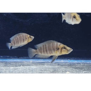 PO. Altolamprologus compressiceps "Gold Head" Muzi