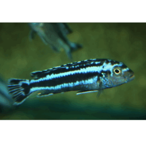 PO. Pseudotropheus cyaneorhabdos