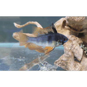 PO. Mikrogeophagus ramirezi "Black"  2.5-3.5cm