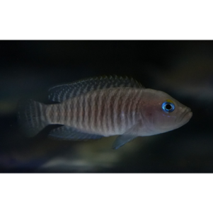 PO. Neolamprologus multifasciatus 3-4cm