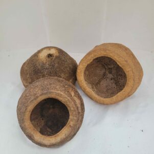 Gousses de Sapucaia 11-13cm