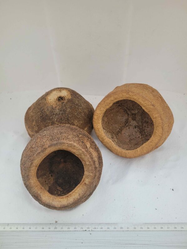 Gousses de Sapucaia 11-13cm