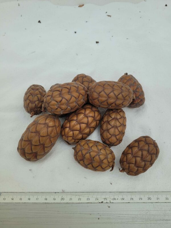 Fruit du palmier raphia (Raphia taedigera)
