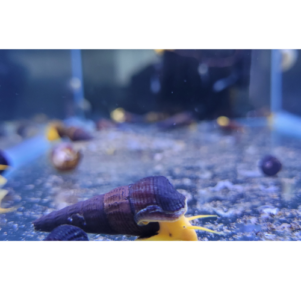 IVT. Tylomelania sp. Golden rabbit Snail