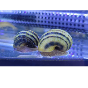 INV. Asolene spixi
