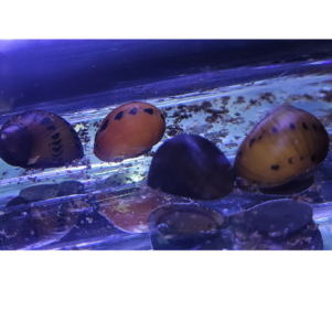 INV. Vittina semiconica