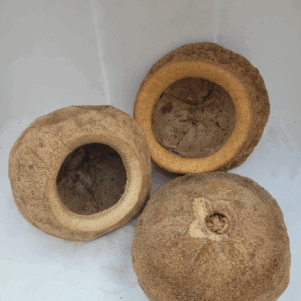 Gousses de Sapucaia 17-18cm