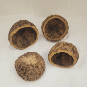 Noix d'ourico