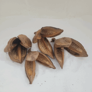 Fleurs de Sororoca