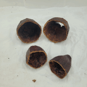 Demi cabosses de cacao