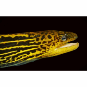 Murenidae