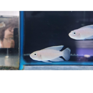 PO. Neolamprologus brevis Moba 4-5cm F1
