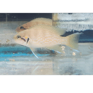 PO. Neolamprologus helianthus 4-6cm