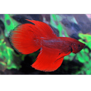 PO. Betta splendens