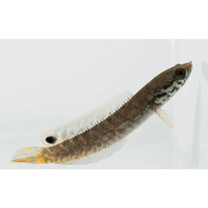 PO. Channa bleheri 5-6CM