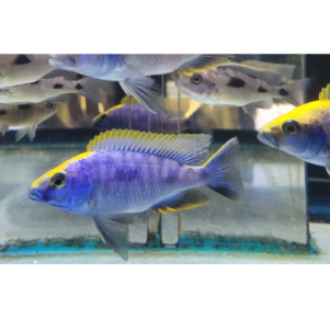 PO. Otopharynx lithobates f1 8cm