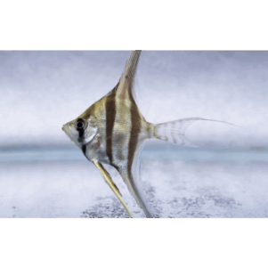 PO. Pterophyllum altum "Rio Iniridae" Elevage