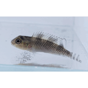 PO. Nanochromis transvestitus