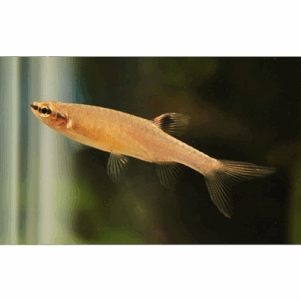 PO. Copella arnoldi