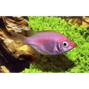 PO. Helostoma temminckii 15-18cm