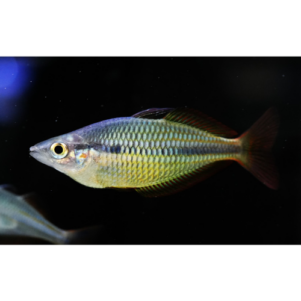 PO. Melanotaenia herbertaxelrodi 4-5cm