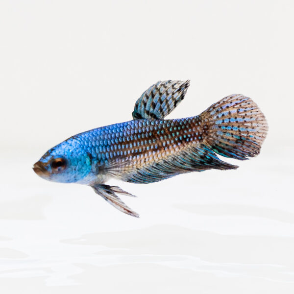 PO. Betta sp. Alien 3-4cm