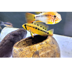 PO. Apistogramma macmasteri Red mask