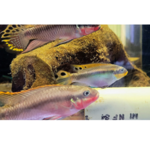 PO. Pelvicachromis taeniatus      "Nigeria Red" XL