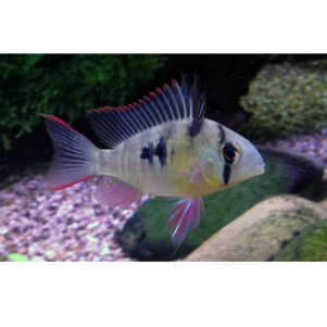 PO. Mikrogeophagus altispinosus