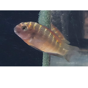 PO. Tropheus sp. Chipimbi Red F1 4-5cm