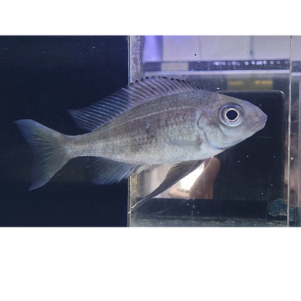 PO. Ophthalmotilapia boobs Kipili Wild