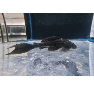 PO. Hypostomus plecostomus L 18-22cm