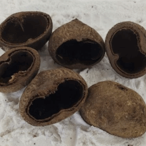 Cosses de palmier