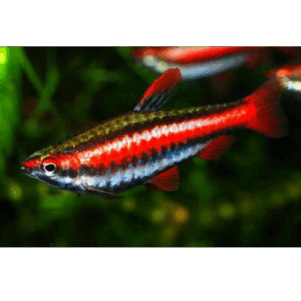 PO. Nannostomus mortenthaleri