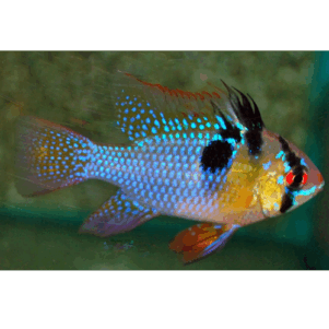 PO. Mikrogeophagus ramirezi L