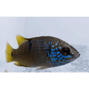 PO. Hemichromis sp. Guinea II