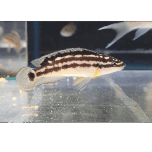 PO. Julidochromis ornatus "Yellow" Uvira f1