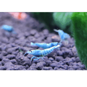 PO. Caridina cf. cantonensis "Blue bolt"
