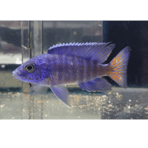 PO. Aulonocara stuartgranti Mdoka