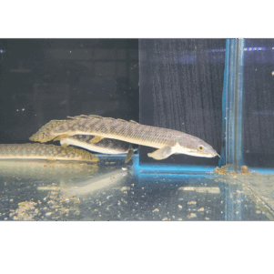PO. Polypterus palmas 15-20cm