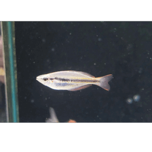 PO. Melanotaenia trifasciata "Blyth River"