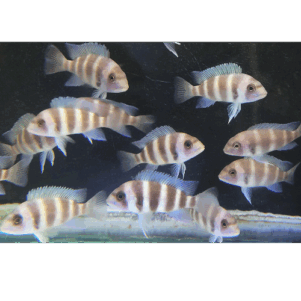 PO. Cyphotilapia frontosa Blue Mpimbwe F1