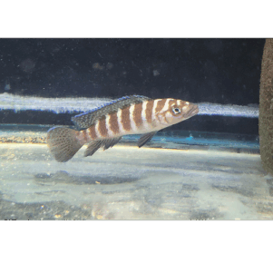 PO. Neolamprolugus cylindricus "Izinga" F1