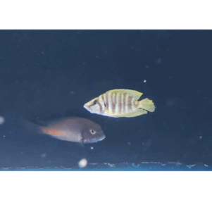 PO. Altolamprologus calvus "Yellow"